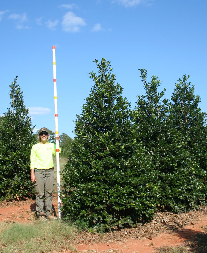 Ilex x 'Nellie R. Stevens' ~ Nellie R. Stevens Holly – Moon's Tree