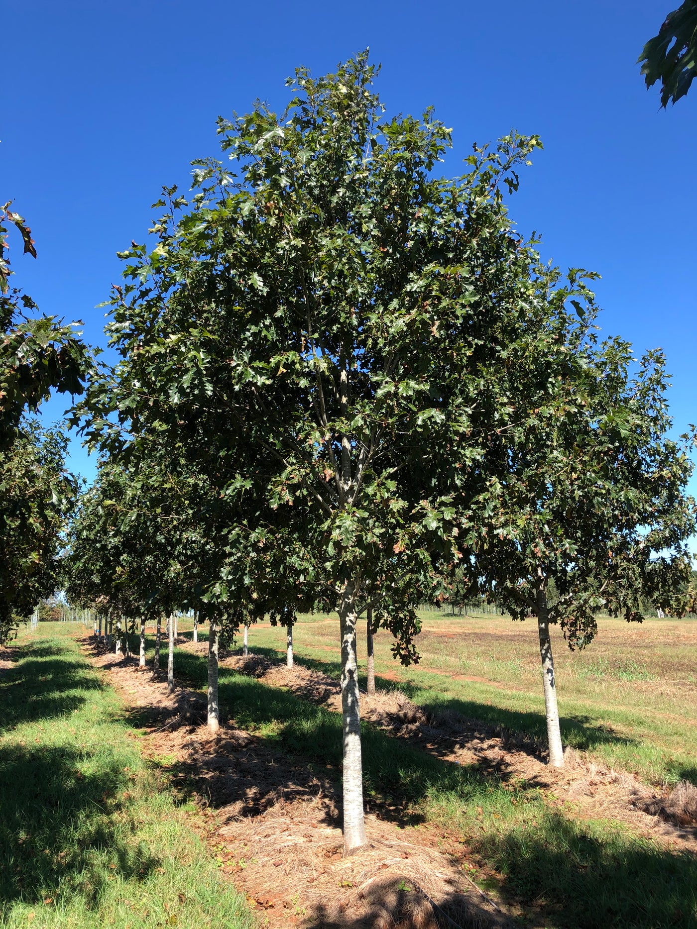 Quercus nuttallii 'QNMTF2' ~ Solstyce® Vertical Roble Nuttall