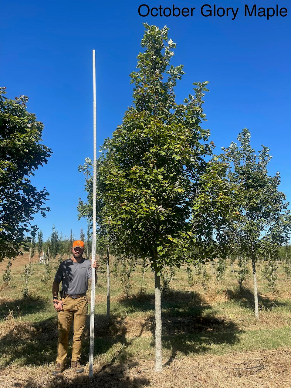 ブラムリー⭐️ Acer rubrum 'PNI 0268' ~ October Glory® Red Maple – Moon's Tree Farm