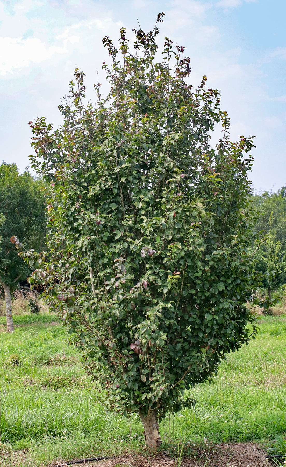 Parratio Tree Parrotia Persica Tree – Parrotia Persica Tige – TNAG
