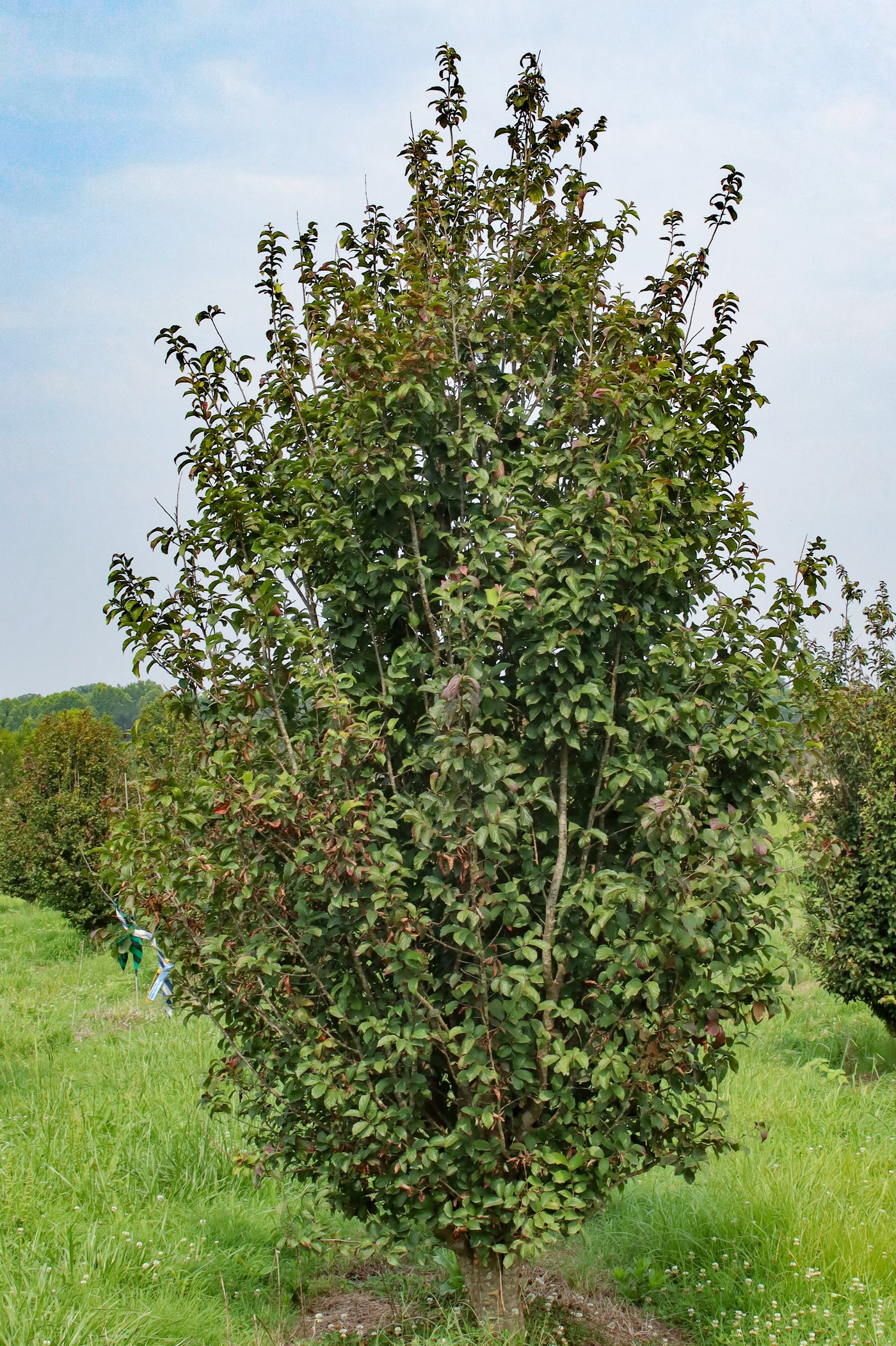 Parratio Tree Parrotia persica ‘JL Columnar’ PP#24951 ~ Persian Spire™ Ironwood ...