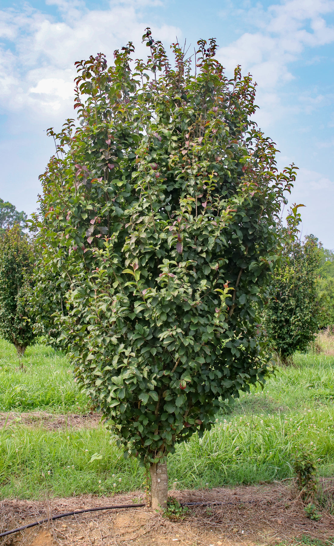 Parratio Tree Parrotia persica ‘JL Columnar’ PP#24951 ~ Persian Spire™ Ironwood ...