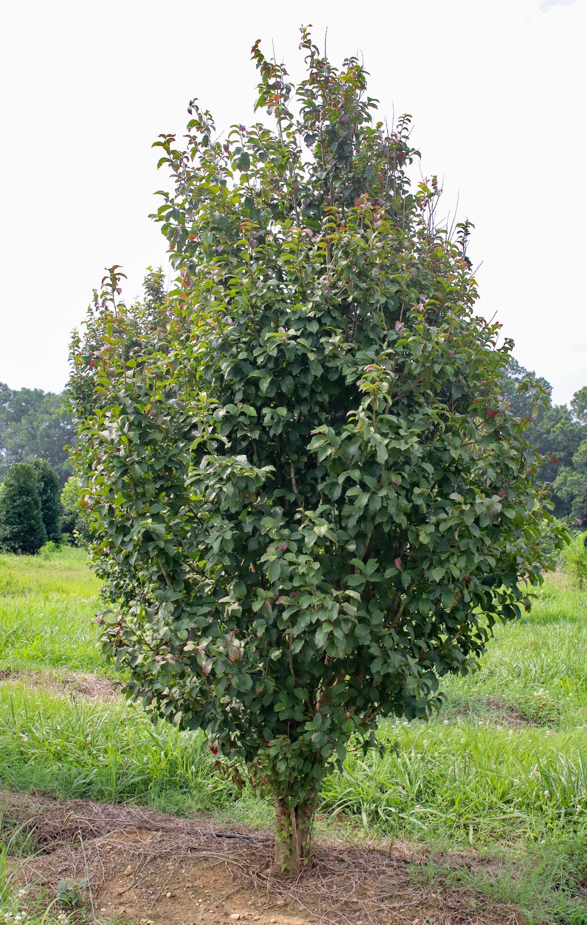 Parratio Tree Parrotia persica ‘JL Columnar’ PP#24951 ~ Persian Spire™ Ironwood ...