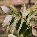 Chinese Pistache (Pistacia chinensis) 12 Chinese Pistachio