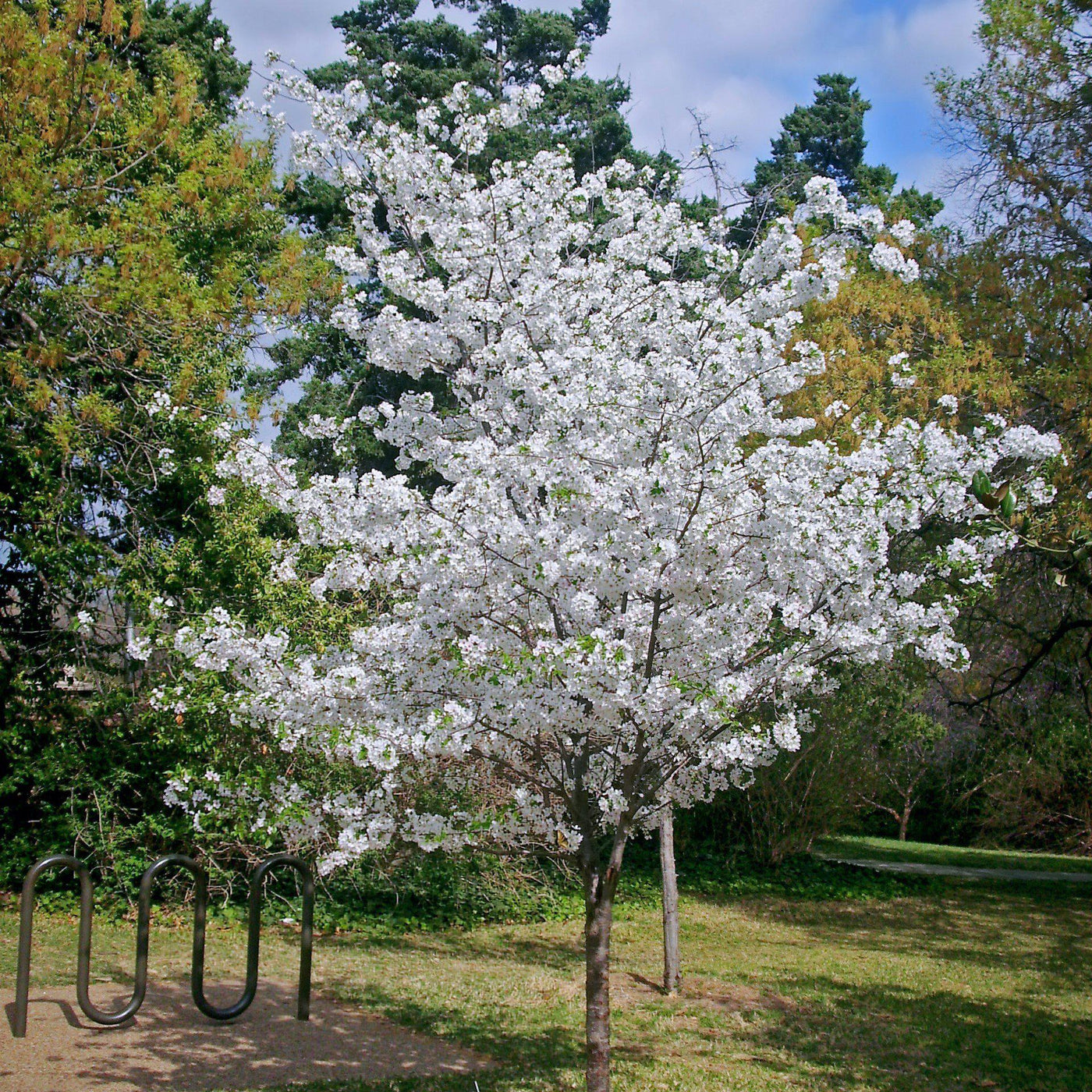 Prunus x 'Yedoensis' ~ Cerezo floreciente de Yoshino