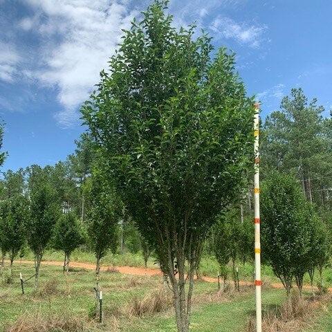 スリナクス ラジアータ(Thrinax radiata) 10号 170cm Hundred Zeta X – Hundred India