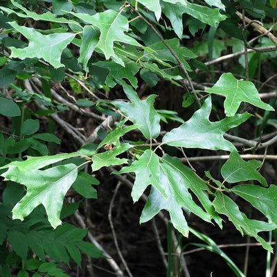 Quercus falcata ~ Roble rojo del sur