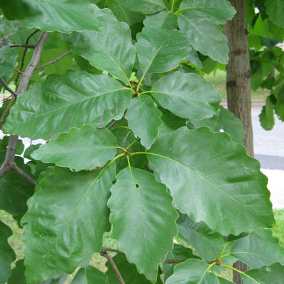 Quercus michauxii ~ Roble castaño de pantano