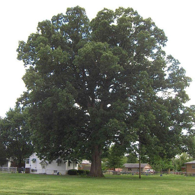 Quercus michauxii ~ Roble castaño de pantano