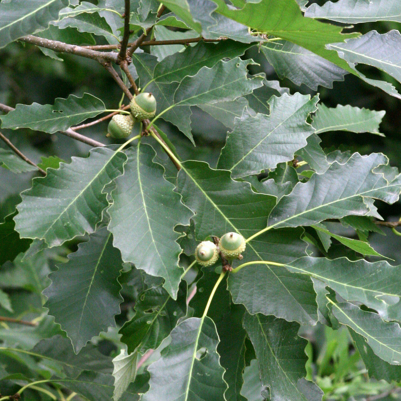 Quercus muehlenbergii ~ Roble Chinkapin