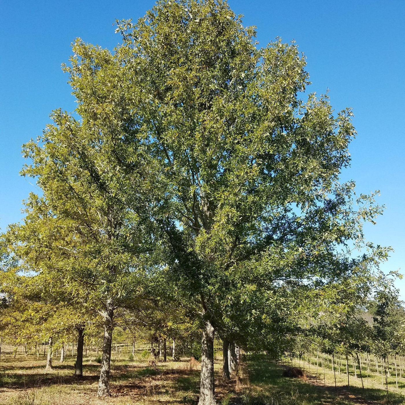 Quercus palustris ~ Pin Oak