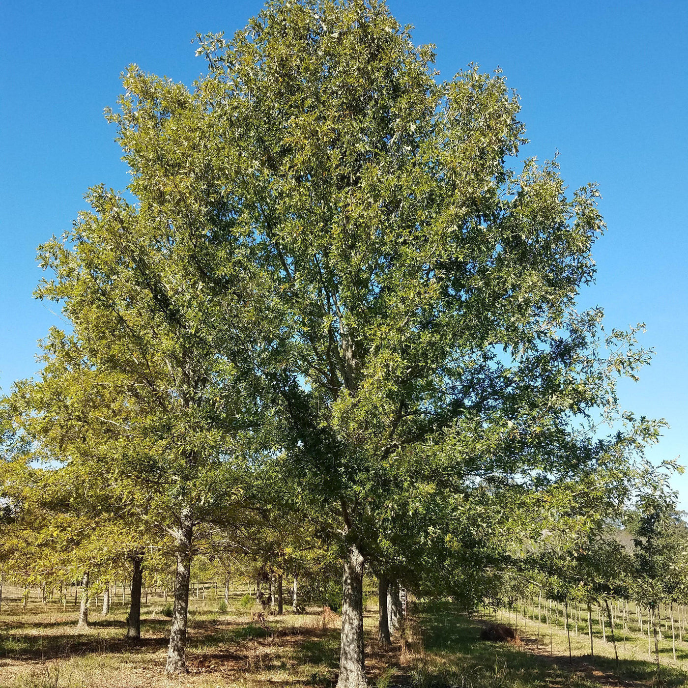 Pin Against Tree Quercus palustris ~ Pin Oak – Moon's Tree Farm
