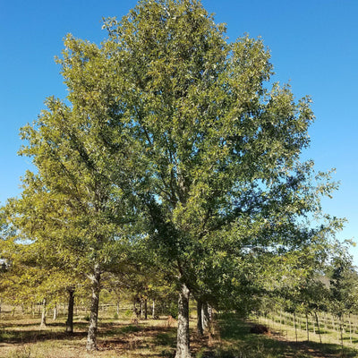 Quercus palustris ~ Pin Roble