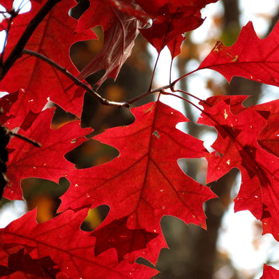 Quercus rubra ~ Roble rojo del norte