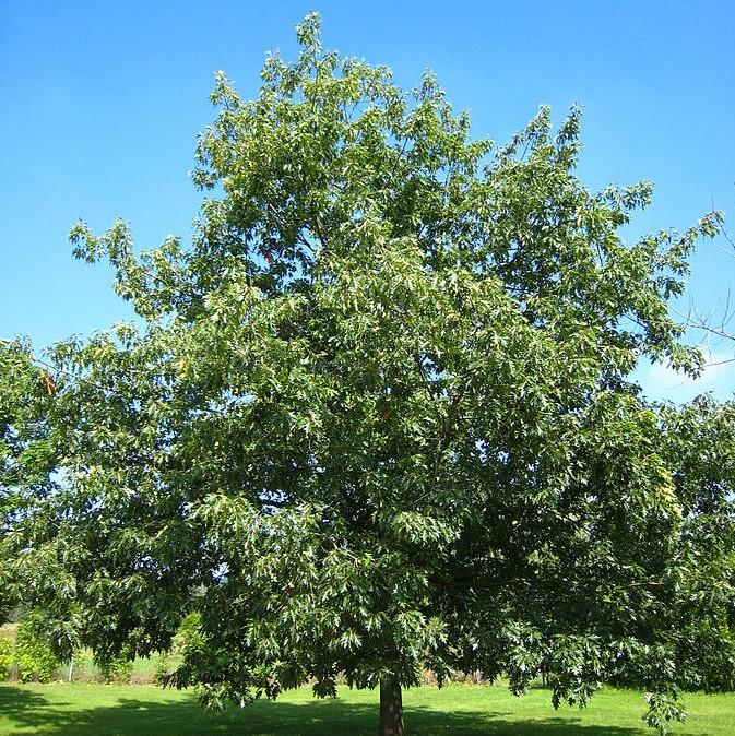 Quercus rubra ~ Northern Red Oak – Moon's Tree Farm