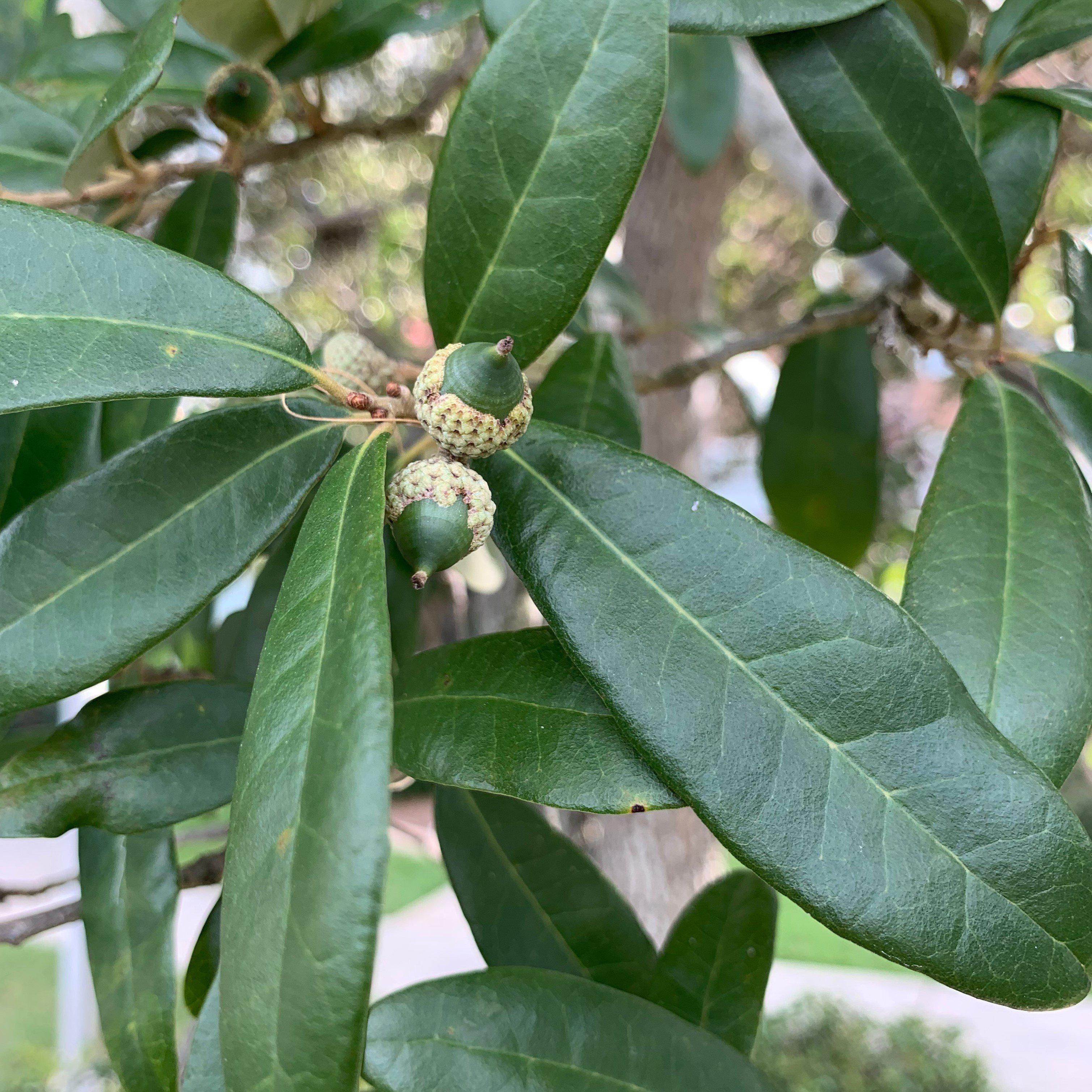 Quercus Virginiana Leaf Live Oak