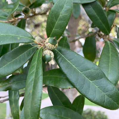 Quercus virginiana ~ Roble vivo del sur