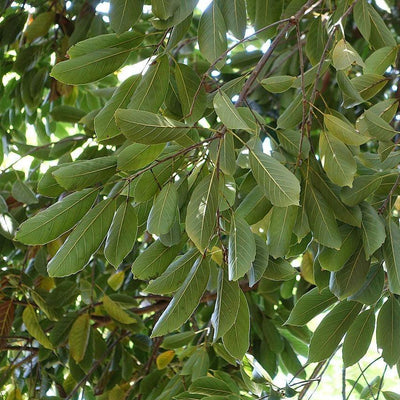 Quercus acuta ~ Japanese Evergreen Oak
