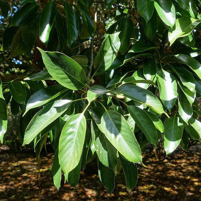 Quercus acuta ~ Roble de hoja perenne japonés