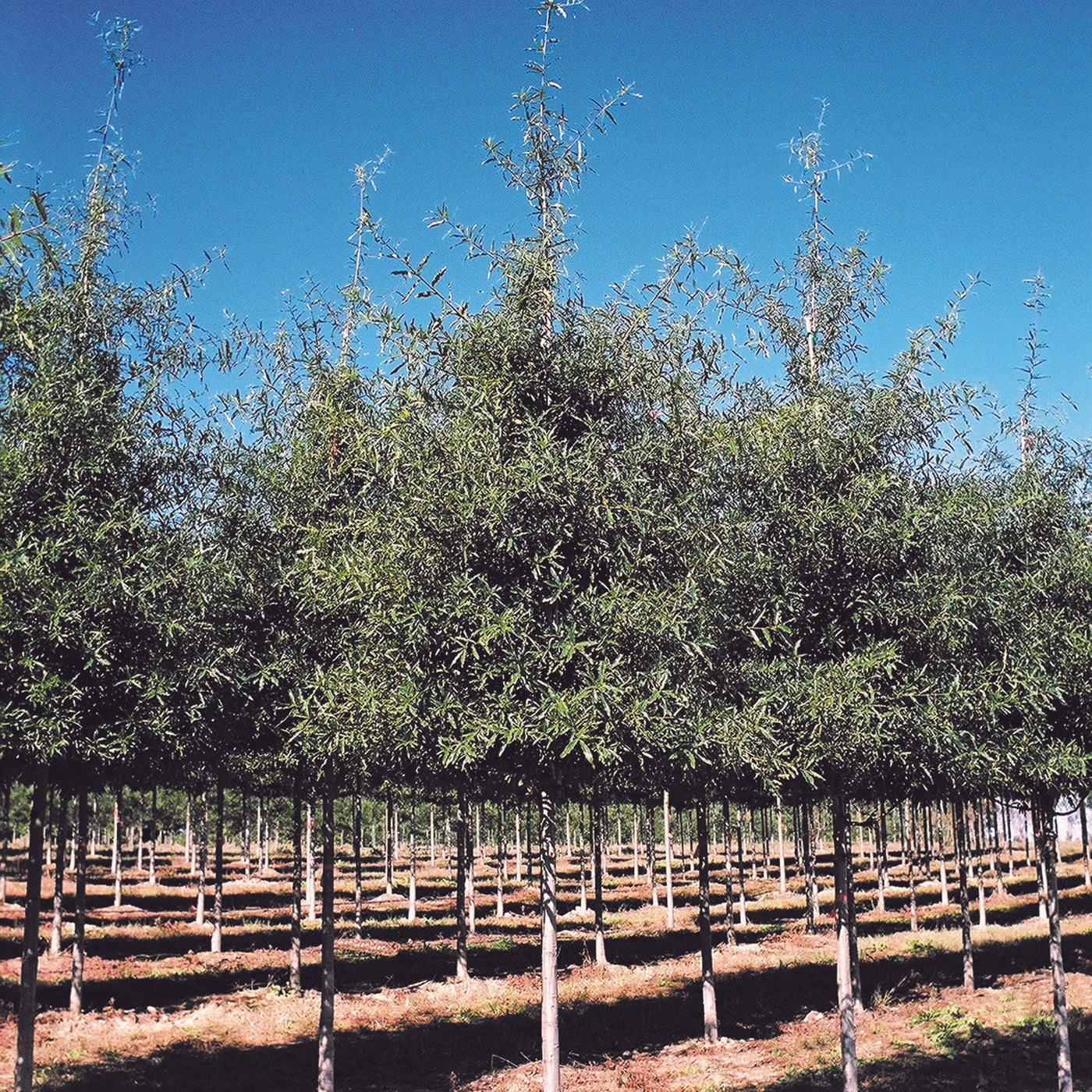 Quercus Phellos Fall Color Quercus phellos ‘QPMTF’ ~ Wynstar® Willow Oak – Moon's Tree Farm