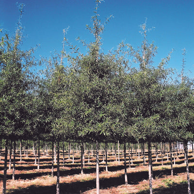 Quercus phellos ‘QPMTF’ ~ Wynstar® Willow Oak