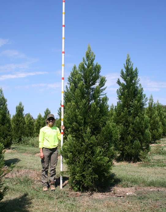 Cryptomeria japonica 'Radicans' ~ Radicans Japanese Cedar – Moon's Tree Farm