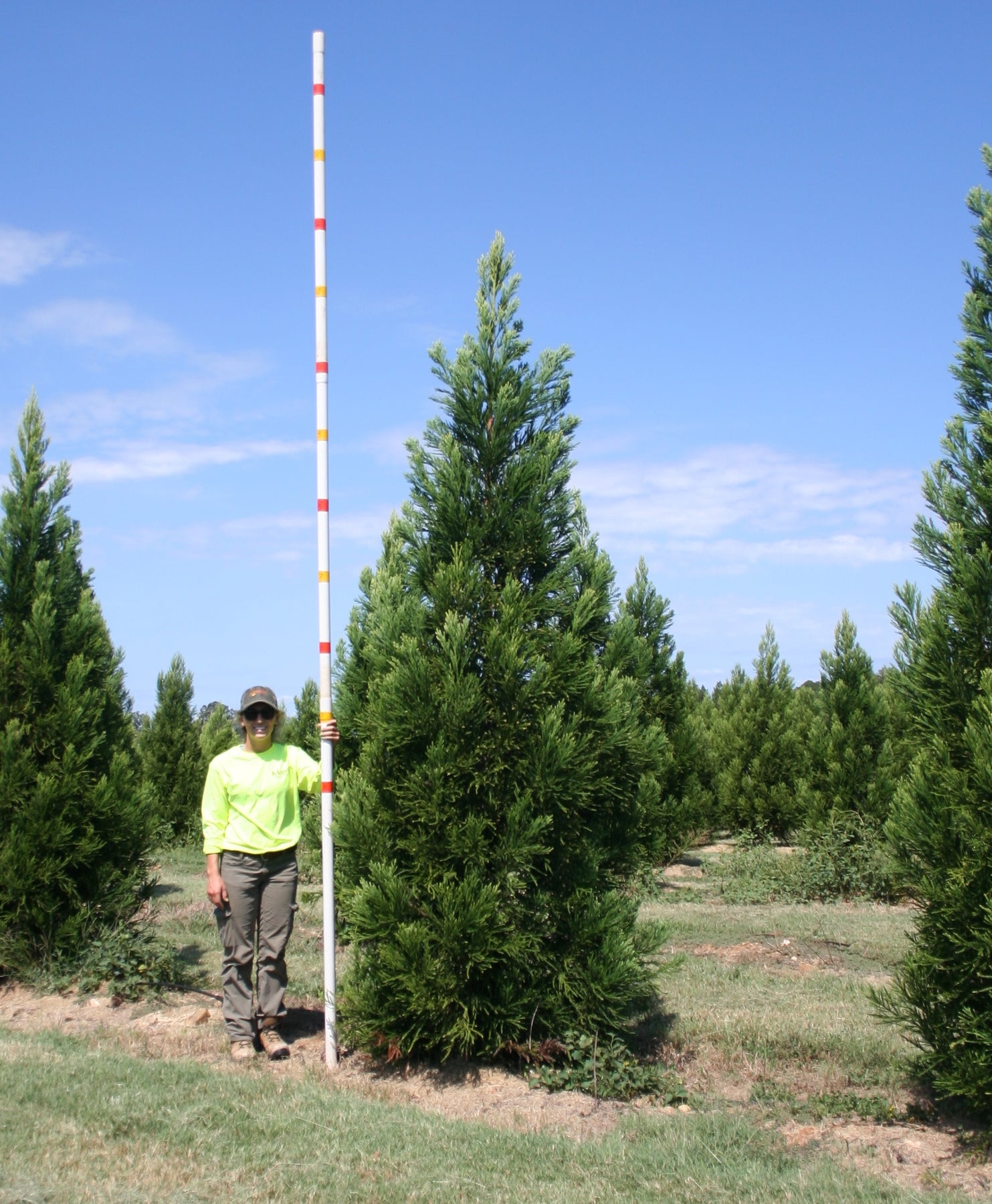 Cryptomeria japonica 'Radicans' ~ Radicans Japanese Cedar – Moon's Tree ...