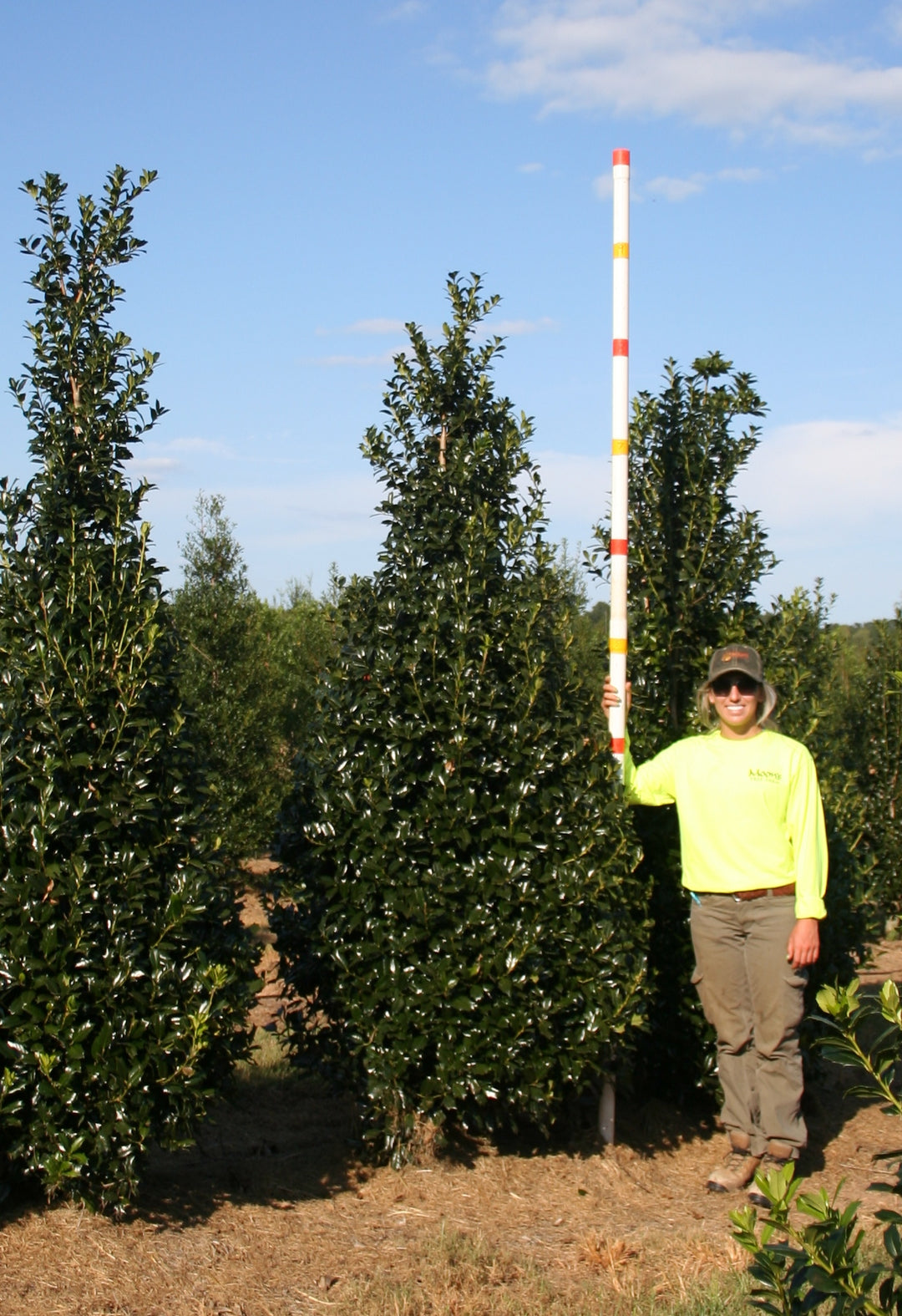 Ilex x 'Conin' ~ Robin™ Holly – Moon's Tree Farm, image size:1080x1575