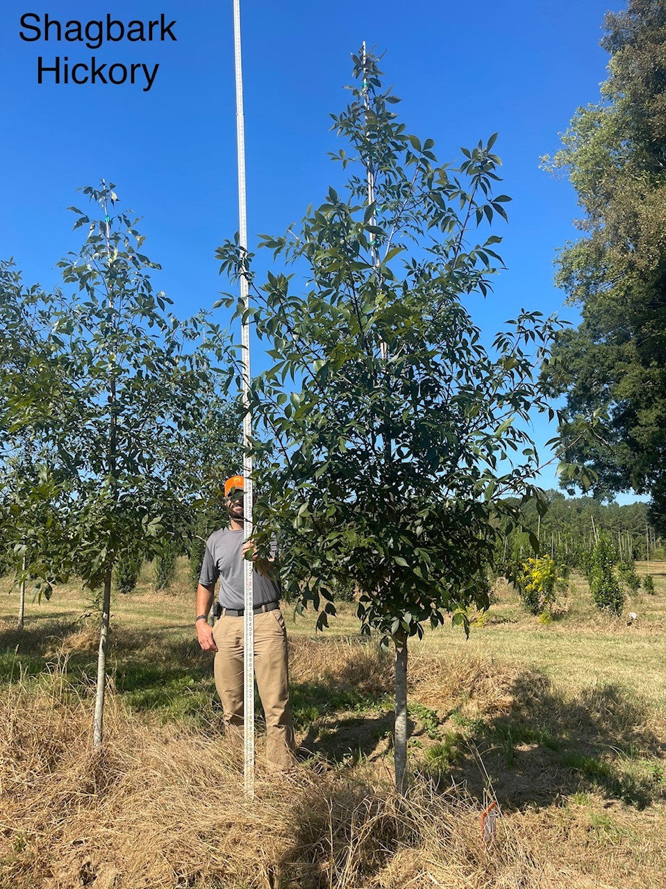 Shellbark Tree Form Carya ovata ~ Shagbark Hickory – Moon's Tree Farm