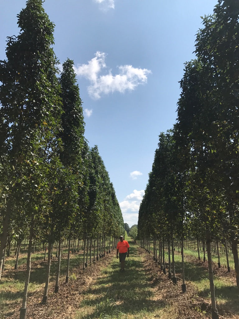 Liquidambar styraciflua 'Slender Silhouette' ~ Slender Silhouette