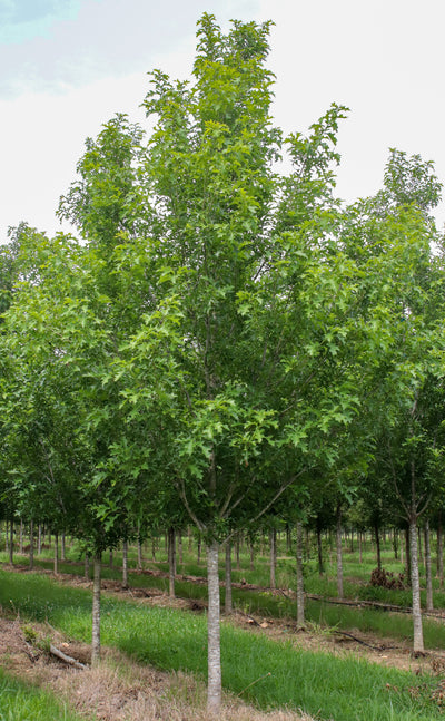 Quercus nuttallii 'QNMTF2' ~ Solstyce® Vertical Roble Nuttall