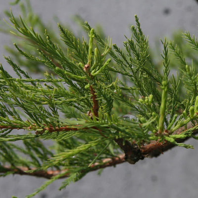 Taxodium ascendens ~ Ciprés de estanque