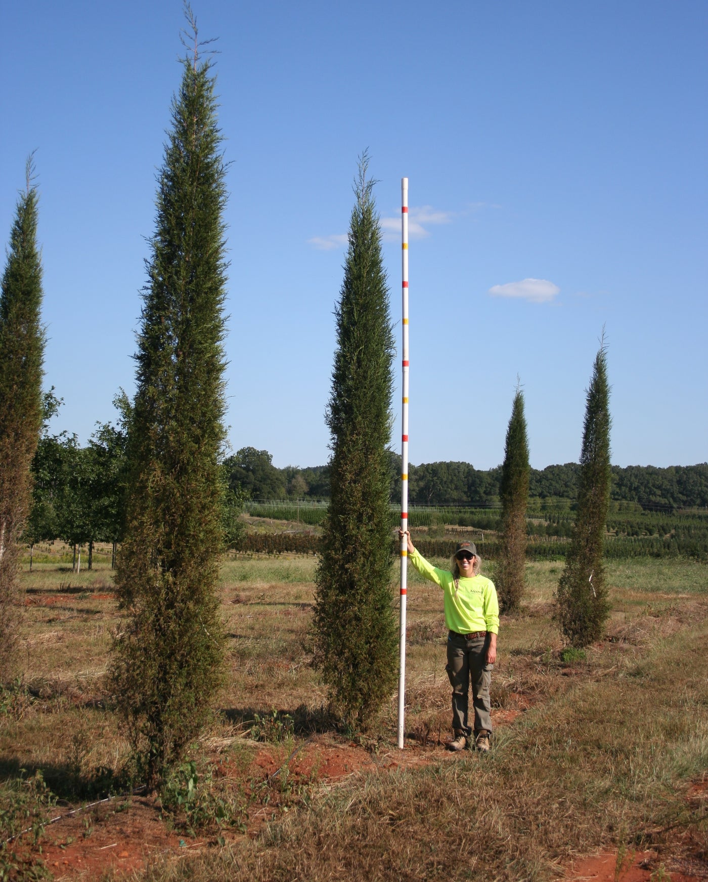 Juniprus Juniperus virginiana 'Taylor' ~ Taylor Juniper – Moon's Tree Farm