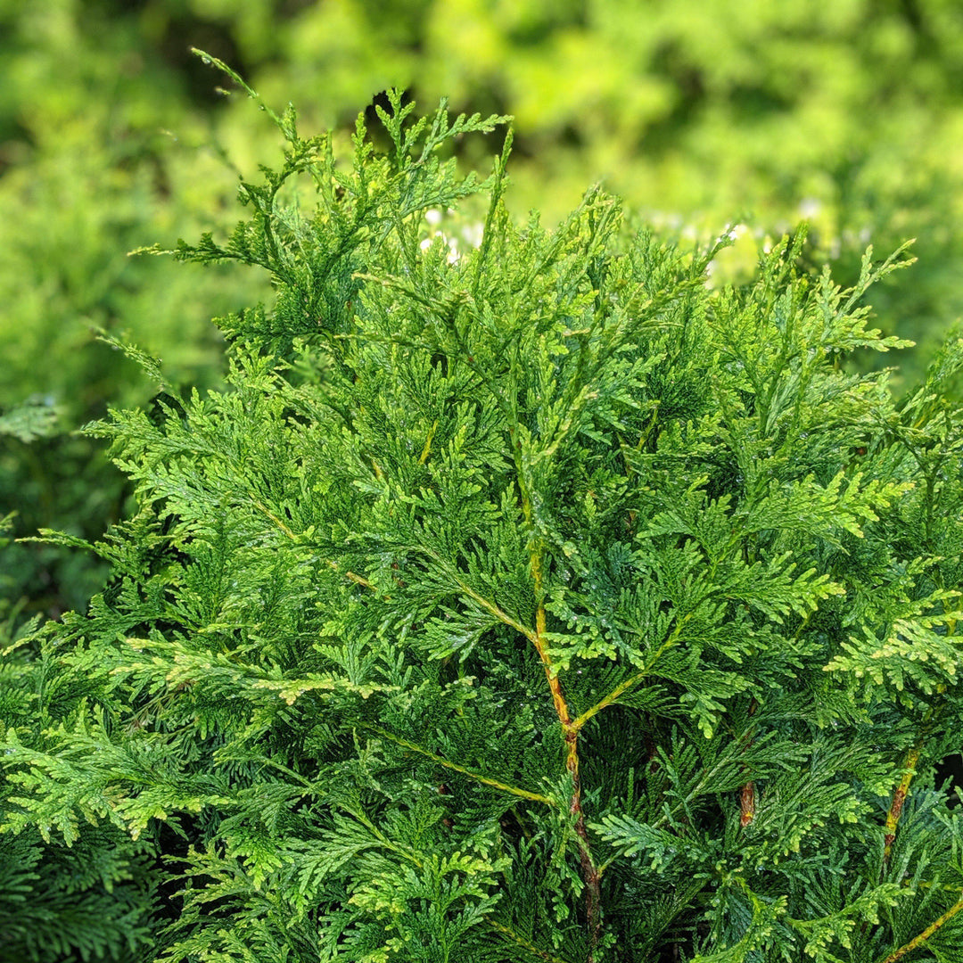 Thuja standishii x plicata 'Green Giant' ~ Green Giant Arborvitae – Moon's  Tree Farm