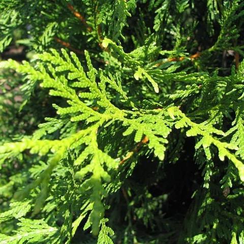 Thuja standishii x plicata 'Green Giant' ~ Green Giant Arborvitae ...