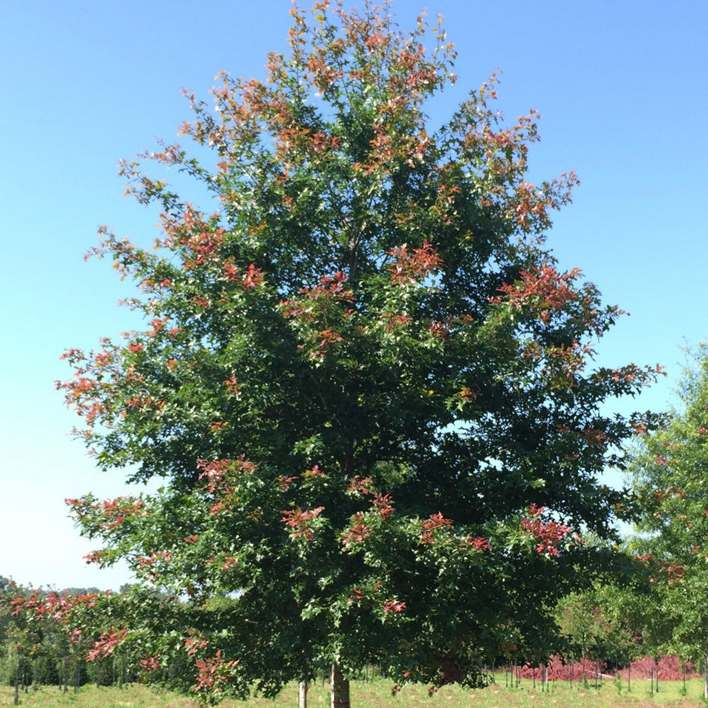 Quercus nuttallii 'QNMTF' ~ Tytlest® Nuttall Roble