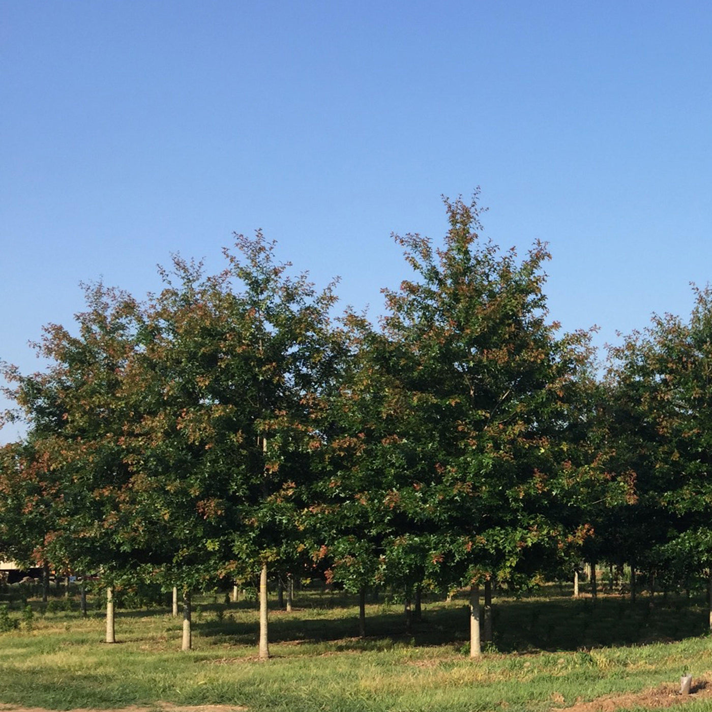 Quercus nuttallii 'QNMTF' ~ Tytlest® Nuttall Roble