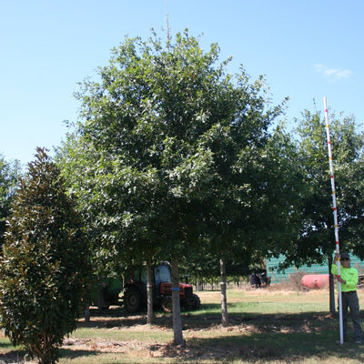 Quercus nuttallii ‘QNMTF’ ~ Tytlest® Nuttall Oak