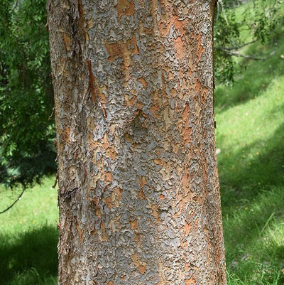 Ulmus parvifolia 'UPMTF'~ Bosque® Laceleaf Elm
