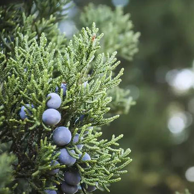 Juniperus chinensis 'Iowa' ~ Enebro de Iowa