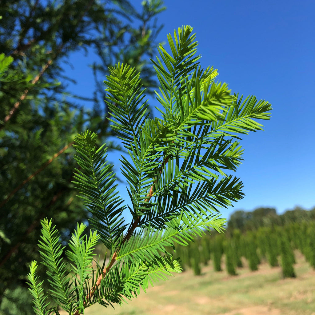 Taxodium distichum 'TDMTF' ~ Uptyn® Bald Cypress – Moon's Tree Farm