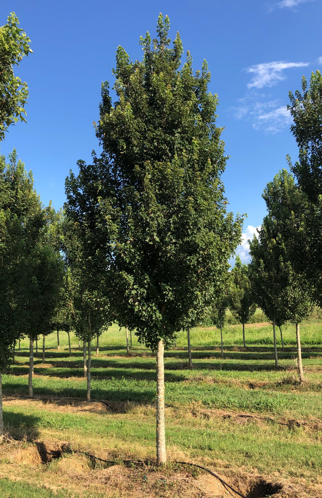 Acer buergerianum ‘ABFSS’ ~ Valynor® Trident Maple – Moon’s Tree Farm