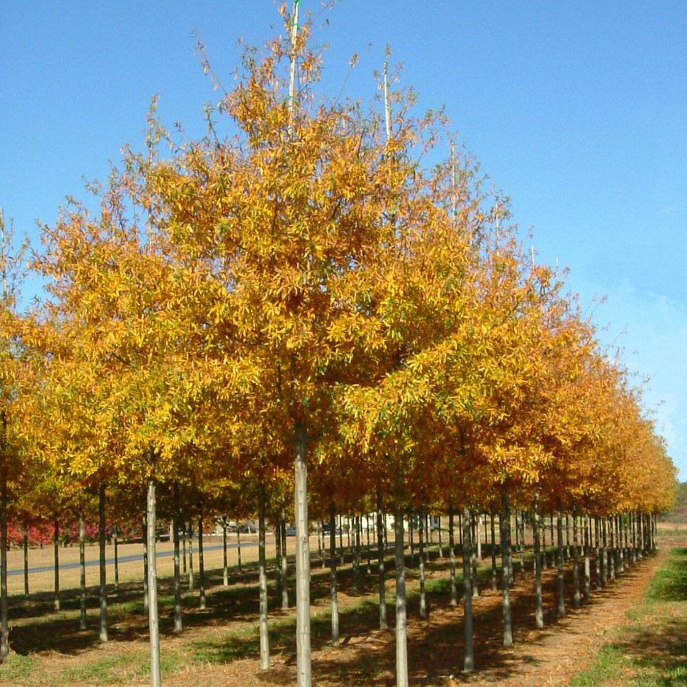 Quercus Phellos Fall Color Quercus phellos ‘QPMTF’ ~ Wynstar® Willow Oak – Moon's Tree Farm