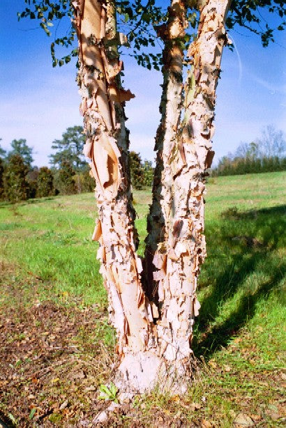 Betula nigra 'BNMTF' ~ Abedul de río Dura Heat®
