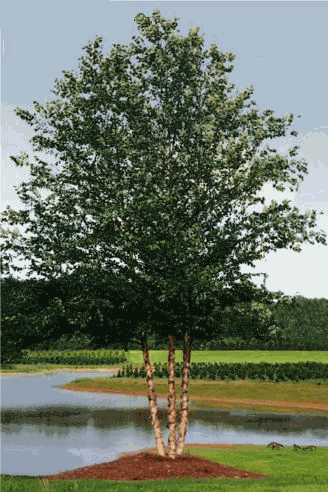Betula nigra 'BNMTF' ~ Dura Heat® River Birch