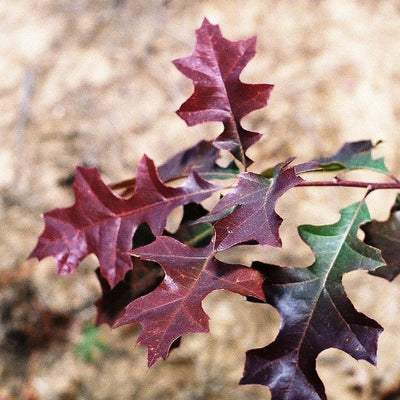Quercus nuttallii ‘QNMTF’ ~ Tytlest® Nuttall Oak