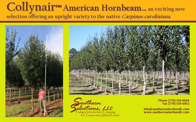 Carpinus caroliniana ’CCMTF1’ ~ Collynair® American Hornbeam