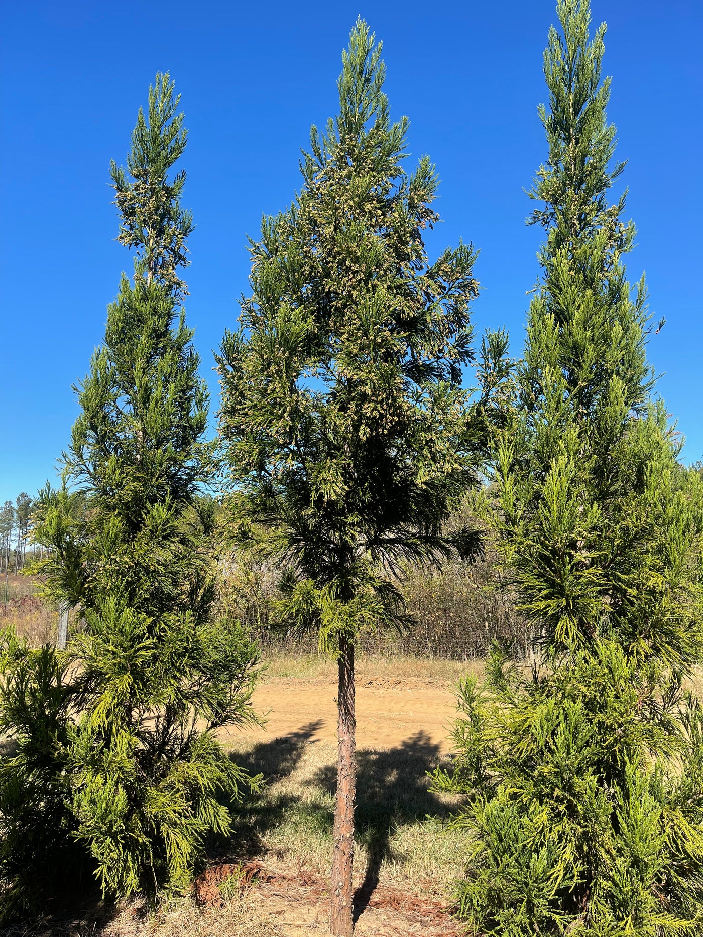 Cryptomeria japonica 'Radicans' ~ Radicans Japanese Cedar – Moon's Tree ...
