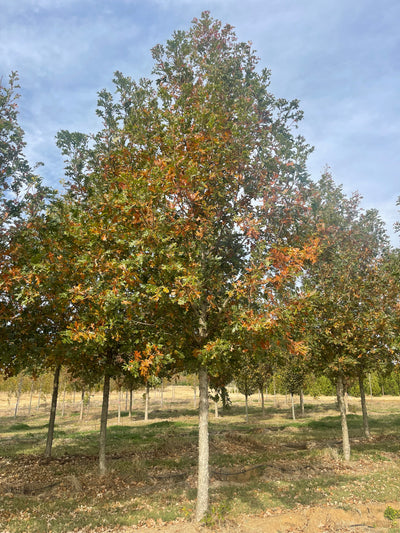 Quercus lyrata ~ Roble sobrecopa