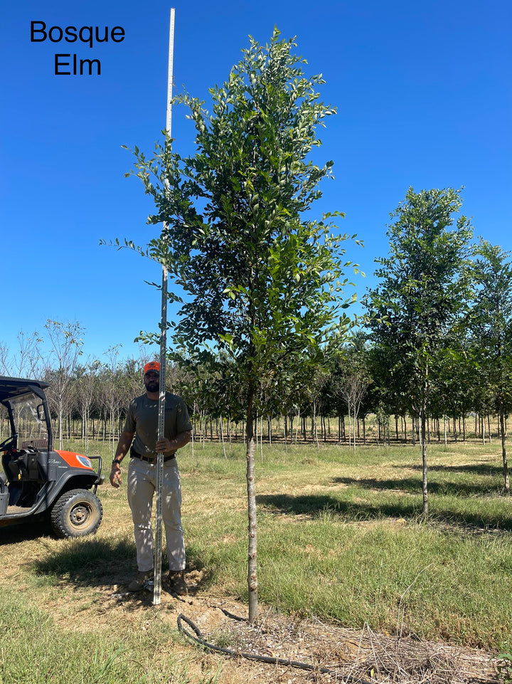 Ulmus parvifolia 'UPMTF'~ Bosque® Laceleaf Elm – Moon's Tree Farm